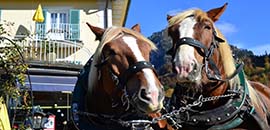 parkplätze schloss Neuschwannstein parkplätze neuschwanstein